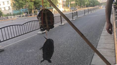 杭州街头男子抱大乌龟说是百岁龟 卖2000元 提醒：见到请报警
