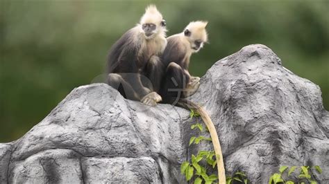 白头叶猴中国特有物种：世界上最稀有的猴子_1920X1080_高清视频素材下载(编号:6916006)_实拍视频_VJ师网 www.vjshi.com
