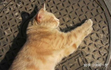桔猫橘猫摄影图__其他生物_生物世界_摄影图库_昵图网nipic.com