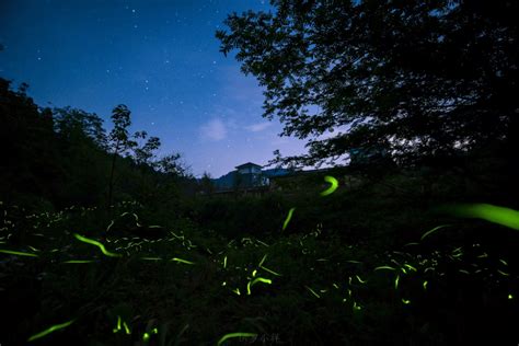 约起来！这些萤火虫观赏地美翻天-萤火虫,观赏,纯天然,田间,夜光-台州频道