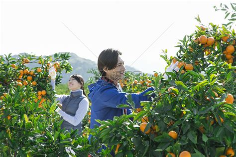 江山市四都镇“产业美”孕化新品种柑橘高量丰收——浙江在线