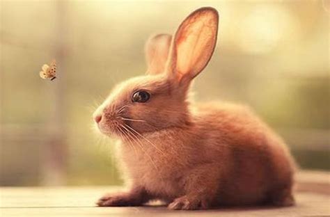 世界上最恐怖的兔子:肿瘤兔，脸上长满黑色肿瘤_小狼观天下