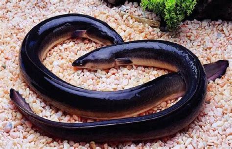 商品鳗鱼的四种最主要养殖模式-中国鳗鱼网