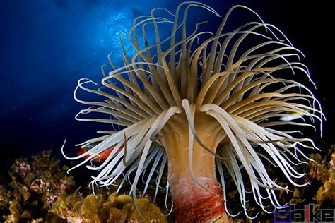海葵是海洋的一组，海葵被分类在刺胞动物门，珊瑚虫纲，海葵亚纲进行教育。照片摄影图片_ID:302329672-Veer图库