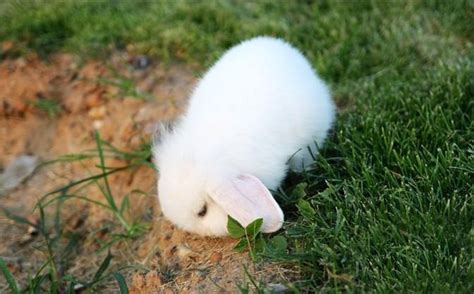 短横位垂耳兔,正面视角,白色背景,6到7个月,小兔子,兔子,垂直画幅,留白,褐色,注视镜头摄影素材,汇图网www.huitu.com