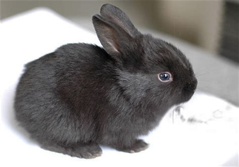 黑兔品种大全,品种名贵排名图片,黑兔长_大山谷图库