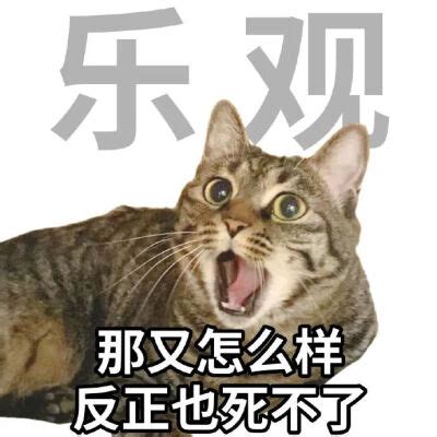 癫猫神经猫表情包图片 癫猫神经猫表情包图片