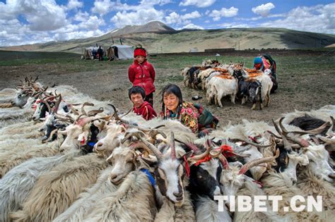 “西藏民主改革60周年”图片大展征集评选结果公布_新闻中心_中国网