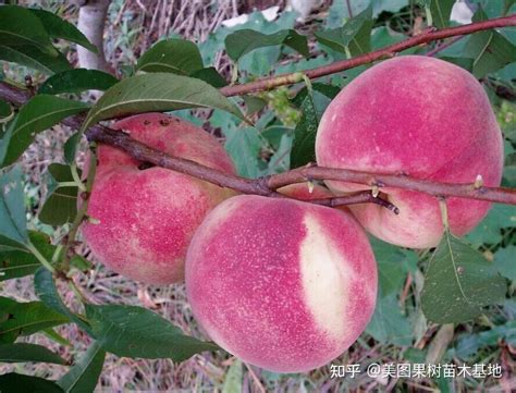 早熟桃树苗新品种，5-19桃树新品种 - 知乎