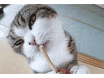 猫咪喝水的100种方式搞笑图片-猫咪喝水搞笑gif动图下载-乐游网游戏下载