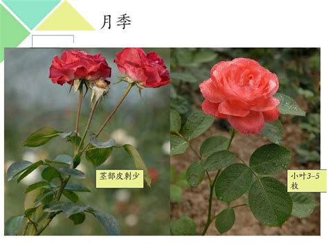 【月季】【图】月季和玫瑰的区别 三个方法可简单分辨_伊秀花草|yxlady.com