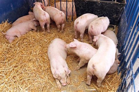 B族维生素在猪病治疗中的作用|发热_新浪新闻