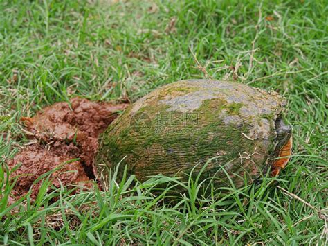 一只小乌龟停止在湿草地上挖洞让高清图片下载-正版图片504348814-摄图网