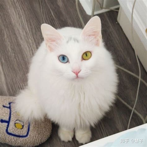 山东临清狮子猫图片