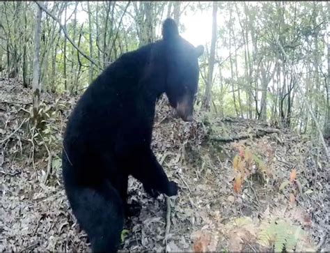 重庆拍到黑熊一家三口出游 保护区回应|黑熊|重庆市_新浪新闻