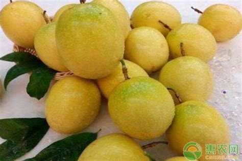 广西省玉林市水果特产有哪些？ - 惠农网触屏版