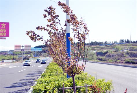 延吉市完成“绿美延吉”行动春季树木栽植工作 - 延边新闻网