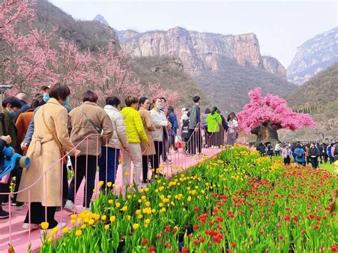 重庆南川区春花盛放，市民游客踏青赏花享春光_行客旅游网