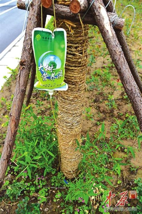 郑州东风东路绿化树在"输液" 目的是提高移栽成活率|绿化|路口_凤凰资讯