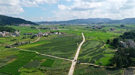 贵定县良田村推广实施400余亩大豆玉米带状复合种植