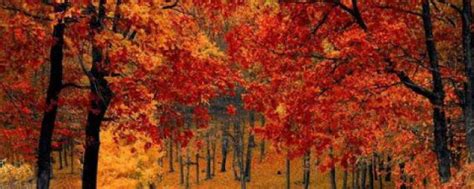 关于秋天的两字词语 描写秋天的诗句有哪些_知秀网