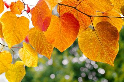 秋天的句子短句唯美：秋天是美丽的，秋天的落叶更美丽_句子豆