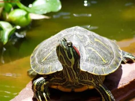 巴西龟可以干养吗（巴西龟饲养指南分享） - 胖萌舍宠物网