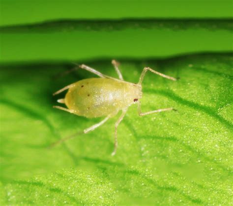 植物常见虫害之三：蚜虫 | 植物害虫研究组 | 植物故事网 知识改变世界