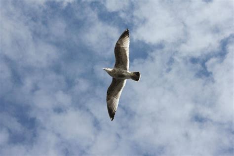 蓝天翱翔的鹰高清图片-千叶网