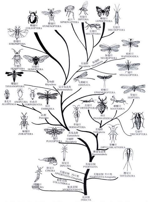 2020年版昆虫纲进化树设计图__昆虫_生物世界_设计图库_昵图网nipic.com
