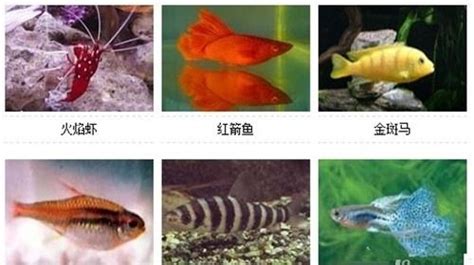 观赏鱼图片名字大全,观赏鱼117种图片名字_大山谷图库