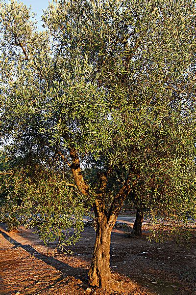 橄榄树图片高清图片下载-正版图片600144789-摄图网