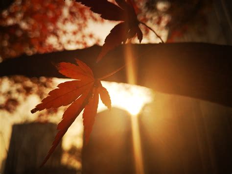 红色枫叶微信头像 秋天到了换个枫叶做头像吧_风景头像_美头网