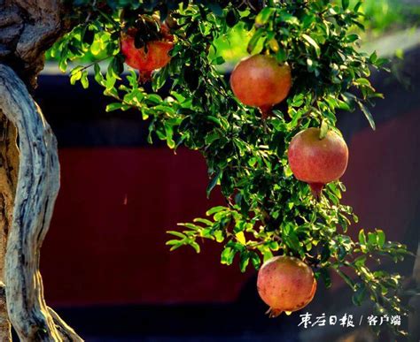 石榴红了-杭州影像-杭州网