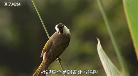 西溪湿地鸟类科普：第二期白胸苦恶鸟 - 中国自然保护区生物标本资源共享平台