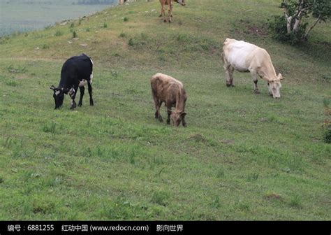 正在吃草的三头牛高清图片下载_红动中国