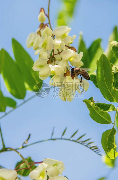 繁花生树图片