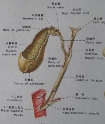 胆管损伤：北京大学第一医院伪造腹腔镜胆囊切除术肝总管和胆 ...