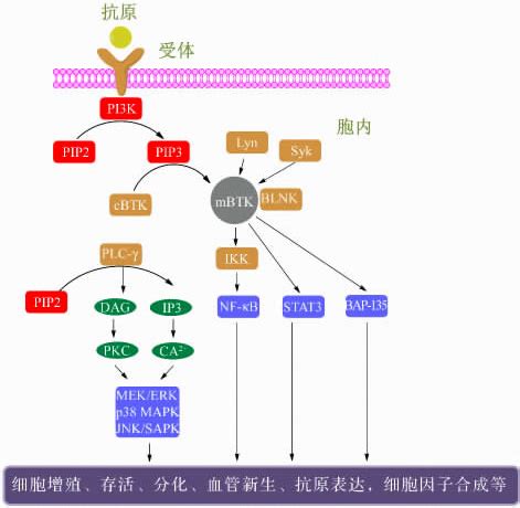 蛋白激酶/磷酸酶 调控信号通路、细胞机制 | MedChemExpress_蛋白质_过程_催化