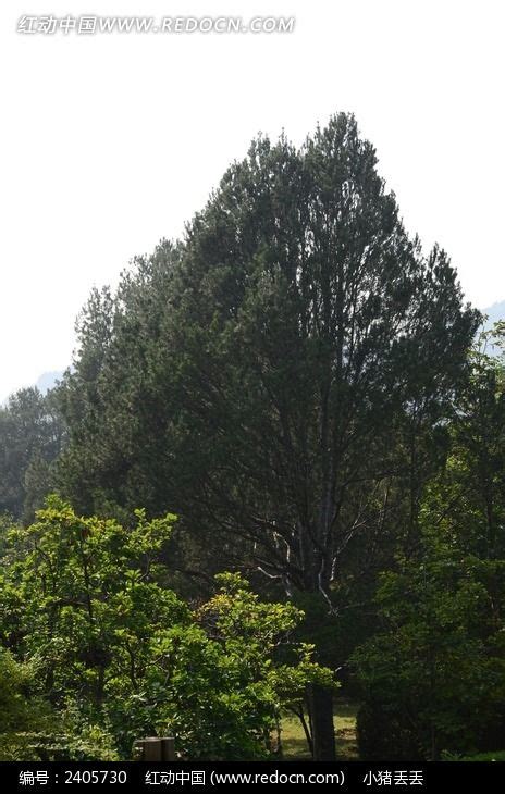 茂盛的大树素材图片免费下载-千库网