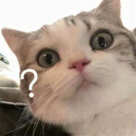 很喜欢的一些拽猫表情包图片