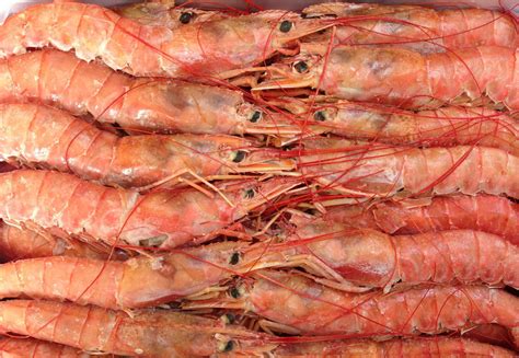 阿根廷红虾怎么售卖_农产品_水产_虾类_阿根廷红虾_金农网报价中心
