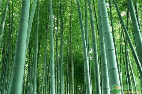 盘点常见十种竹子品种 - 惠农网