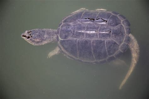 龟 乌龟 游泳 海龟 生物 海洋 海洋生命 海上生活 航海图片免费下载 - 觅知网