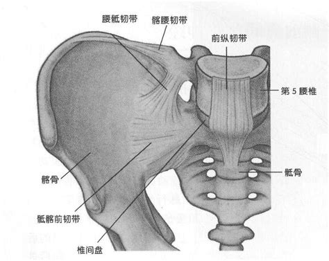 髂腰肌位置图片