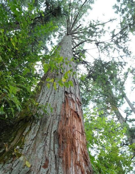 了解杉木——高质量木材的首选 - 正材网