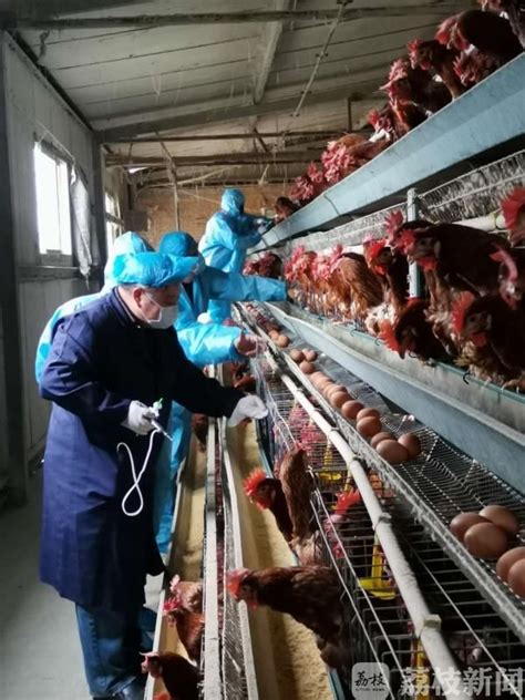 他们给2万只鸡打疫苗！_荔枝网新闻