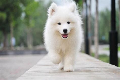 世界上最可爱的十大狗狗排行榜最可爱的狗清点15_宠物小窍门_萌狗网