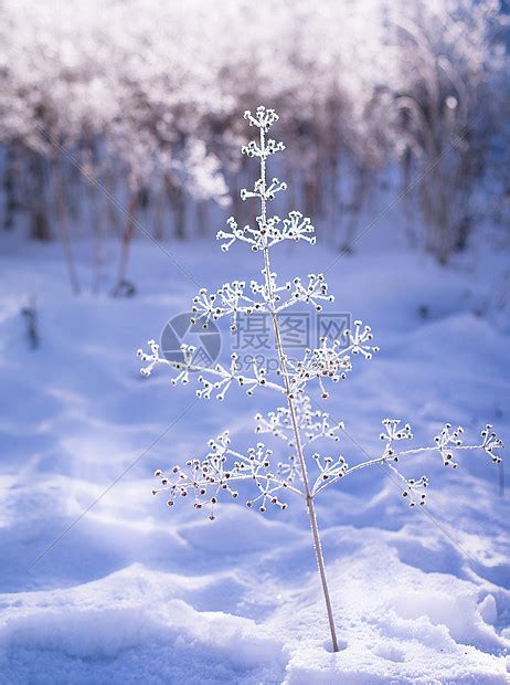 万物皆藏于冬，你的美丽将藏在这本雪景相册里了-金印客 排版印刷