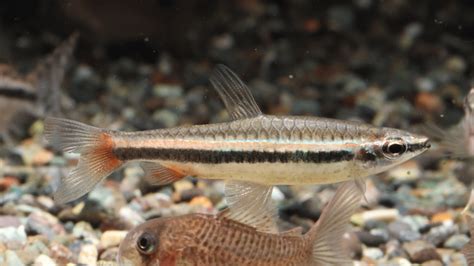 某来自玻利维亚金刚灯品种 / Phenacogaster sp. - 小型鱼类 - CTA南美水族